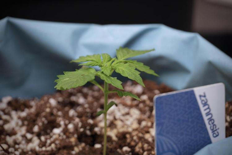 GMO Cookies Served with extra curiosity. Week 2 - GMO Cookies 