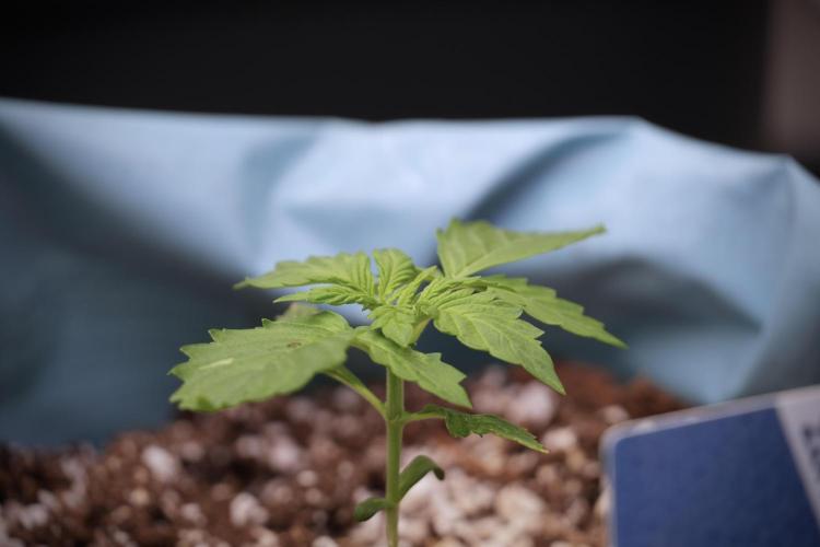 GMO Cookies Served with extra curiosity. Week 2 - GMO Cookies 