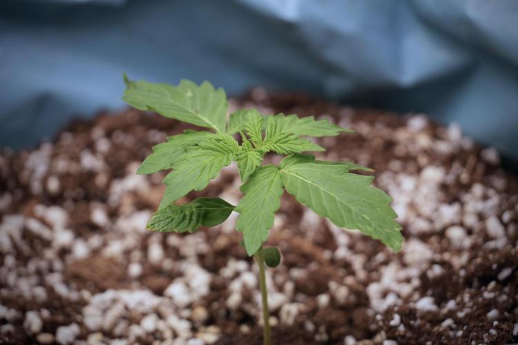 GMO Cookies Served with extra curiosity. Week 2 - GMO Cookies 