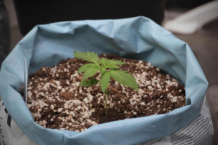 GMO Cookies Served with extra curiosity. Week 2 - GMO Cookies 