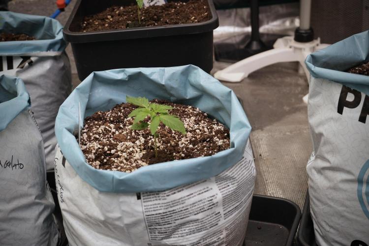 GMO Cookies Served with extra curiosity. Week 2 - GMO Cookies 