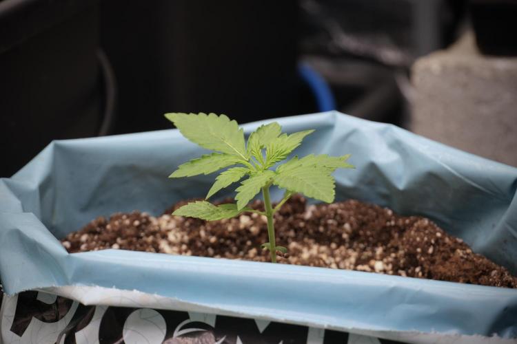 GMO Cookies Served with extra curiosity. Week 2 - GMO Cookies 