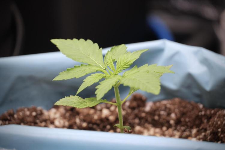 GMO Cookies Served with extra curiosity. Week 2 - GMO Cookies 