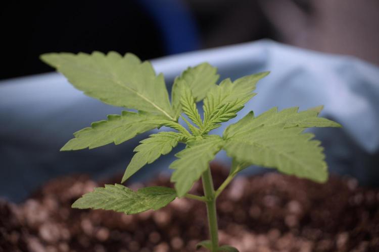 GMO Cookies Served with extra curiosity. Week 2 - GMO Cookies 