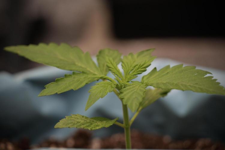 GMO Cookies Served with extra curiosity. Week 2 - GMO Cookies 