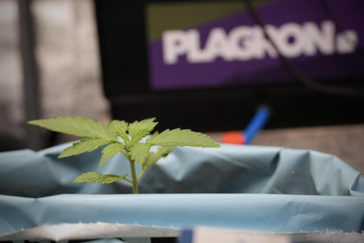 GMO Cookies Served with extra curiosity. Week 2 - GMO Cookies 