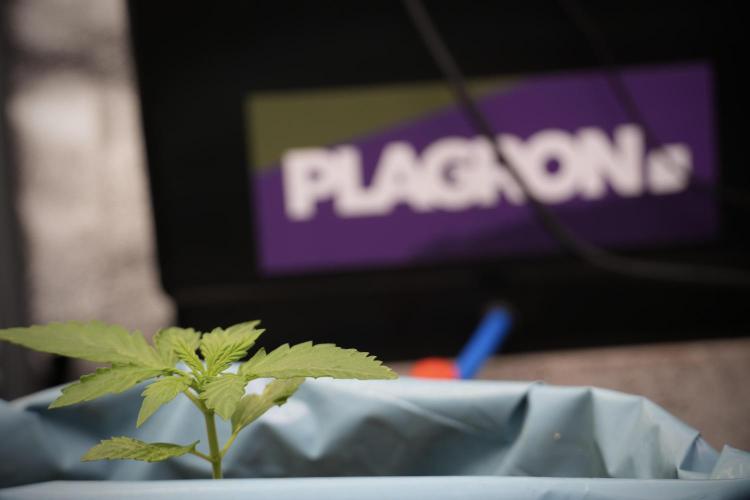 GMO Cookies Served with extra curiosity. Week 2 - GMO Cookies 