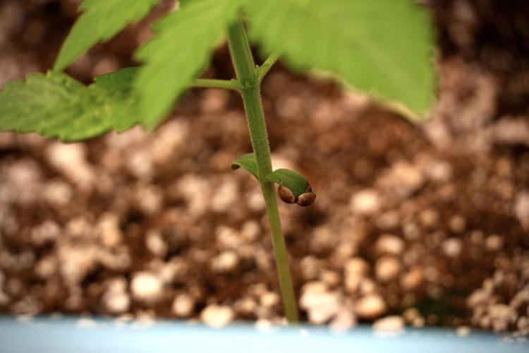 GMO Cookies Served with extra curiosity. Week 2 - GMO Cookies 