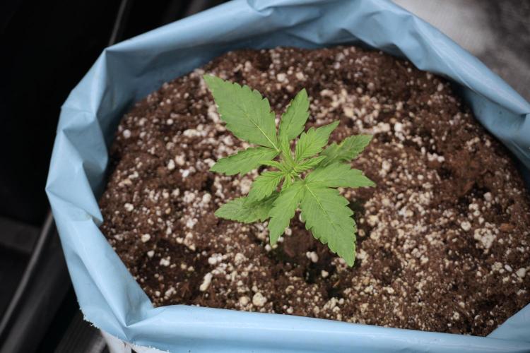 GMO Cookies Served with extra curiosity. Week 2 - GMO Cookies 