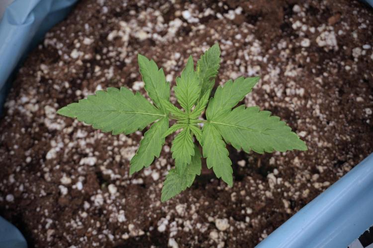 GMO Cookies Served with extra curiosity. Week 2 - GMO Cookies 