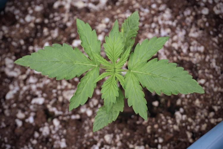 GMO Cookies Served with extra curiosity. Week 2 - GMO Cookies 