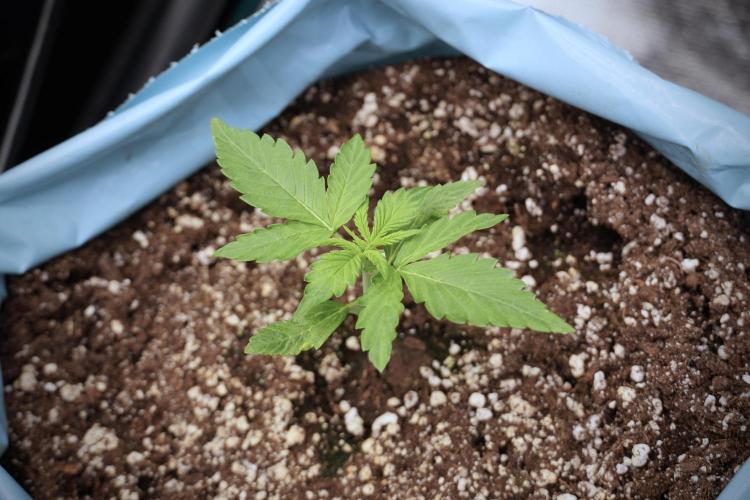 GMO Cookies Served with extra curiosity. Week 2 - GMO Cookies 