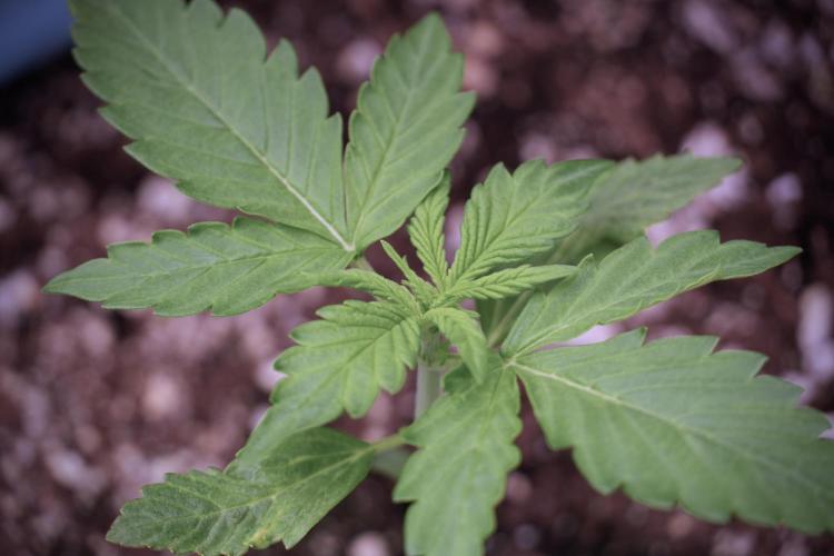 GMO Cookies Served with extra curiosity. Week 2 - GMO Cookies 