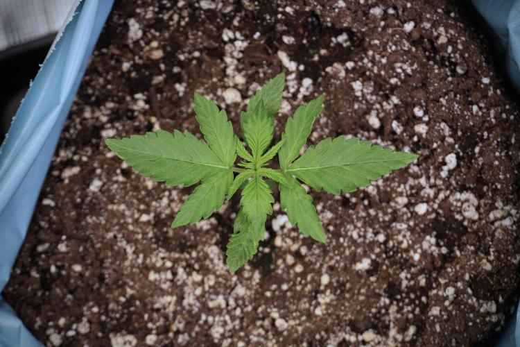 GMO Cookies Served with extra curiosity. Week 2 - GMO Cookies 