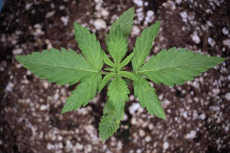 GMO Cookies Served with extra curiosity. Week 2 - GMO Cookies 