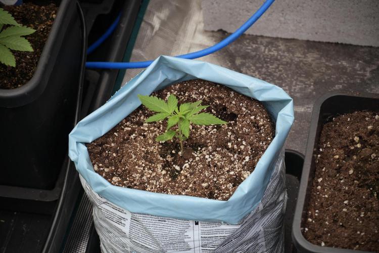 GMO Cookies Served with extra curiosity. Week 2 - GMO Cookies 