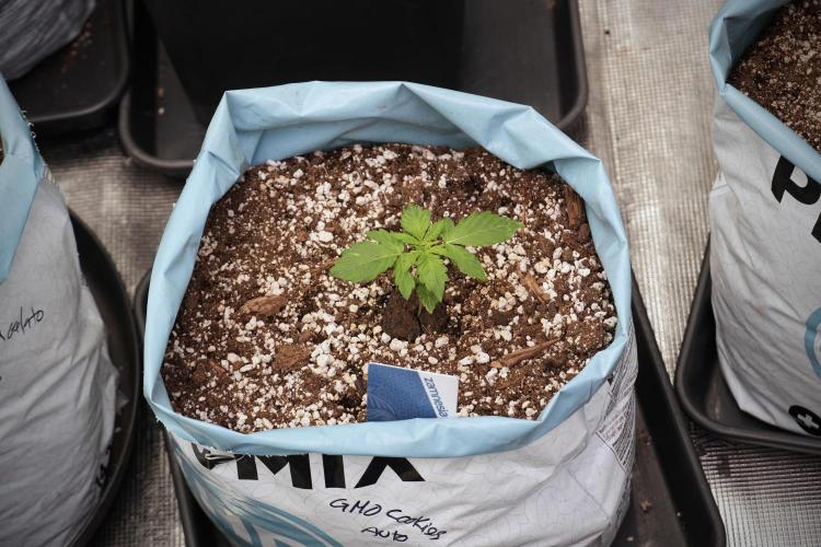 GMO Cookies Served with extra curiosity. Week 2 - GMO Cookies 