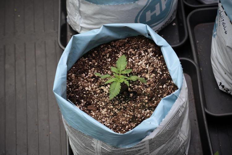 GMO Cookies Served with extra curiosity. Week 2 - GMO Cookies 