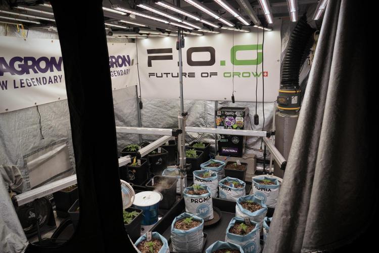 GMO Cookies Served with extra curiosity. Week 2 - Room and Vibes 