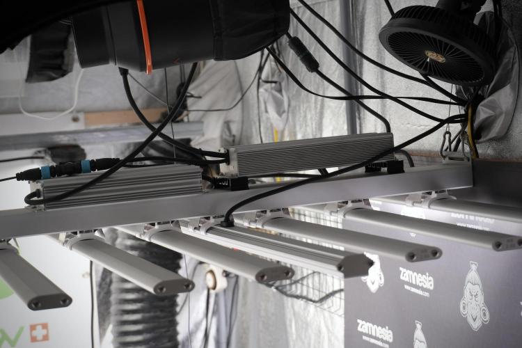 GMO Cookies Served with extra curiosity. Week 2 - Room and Vibes 