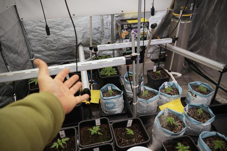 GMO Cookies Served with extra curiosity. Week 2 - Room and Vibes 