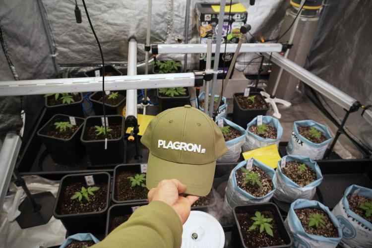 GMO Cookies Served with extra curiosity. Week 2 - Room and Vibes 