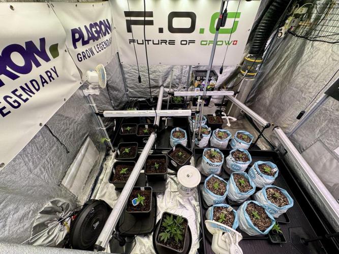 GMO Cookies Served with extra curiosity. Week 2 - Room and Vibes 