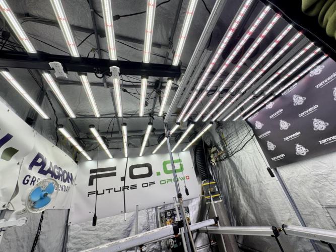 GMO Cookies Served with extra curiosity. Week 2 - Room and Vibes 