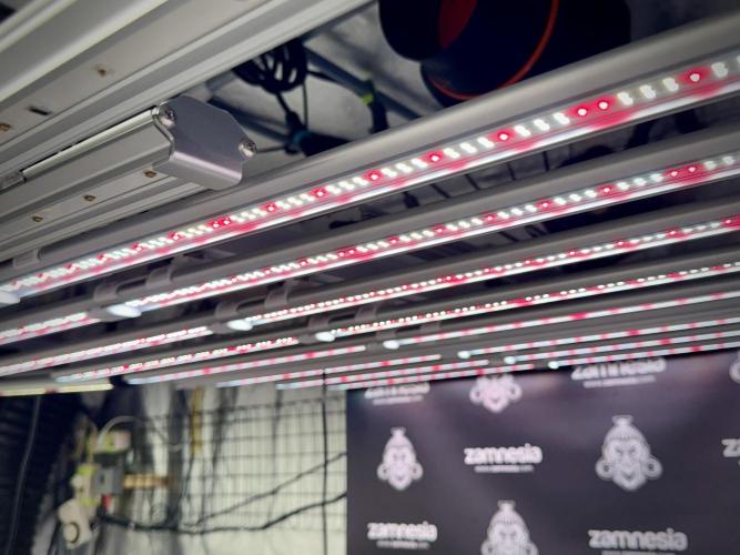 GMO Cookies Served with extra curiosity. Week 2 - Room and Vibes 