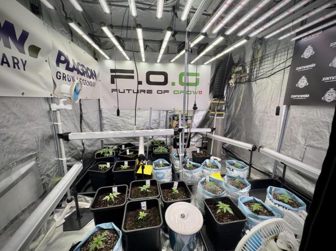 GMO Cookies Served with extra curiosity. Week 2 - Room and Vibes 