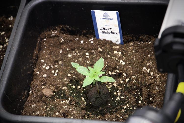 Catching The Ghost Train Haze @ Zamnesia. Week 2 - GTH Stop 2