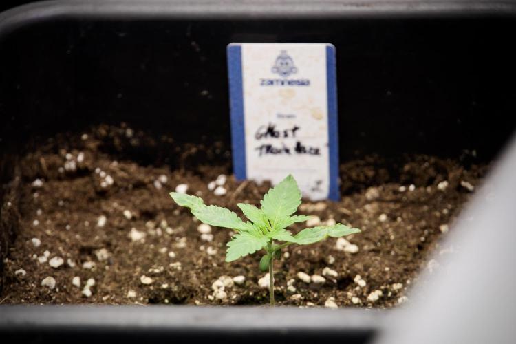 Catching The Ghost Train Haze @ Zamnesia. Week 2 - GTH Stop 2