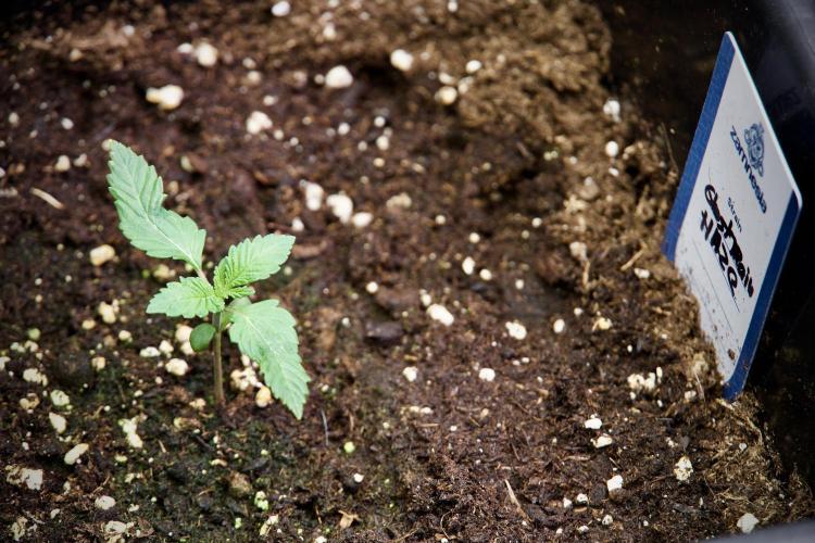 Catching The Ghost Train Haze @ Zamnesia. Week 2 - GTH Stop 2