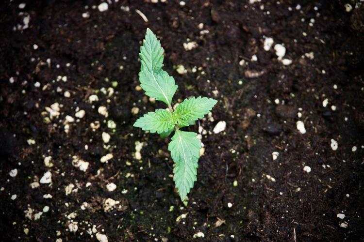 Catching The Ghost Train Haze @ Zamnesia. Week 2 - GTH Stop 2