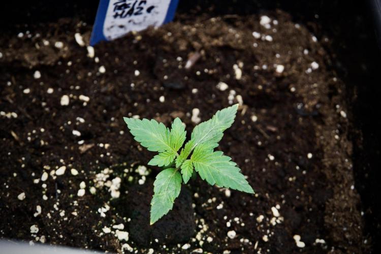 Catching The Ghost Train Haze @ Zamnesia. Week 2 - GTH Stop 2