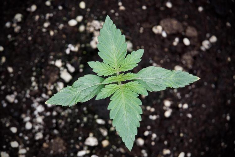 Catching The Ghost Train Haze @ Zamnesia. Week 2 - GTH Stop 2