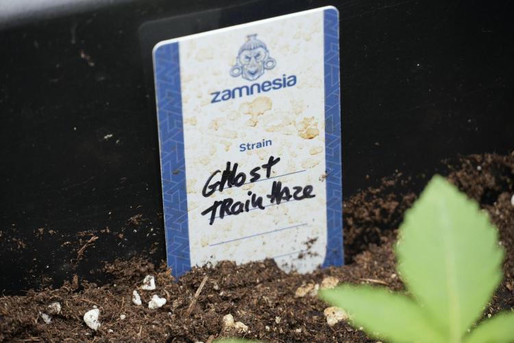 Catching The Ghost Train Haze @ Zamnesia. Week 2 - GTH Stop 2