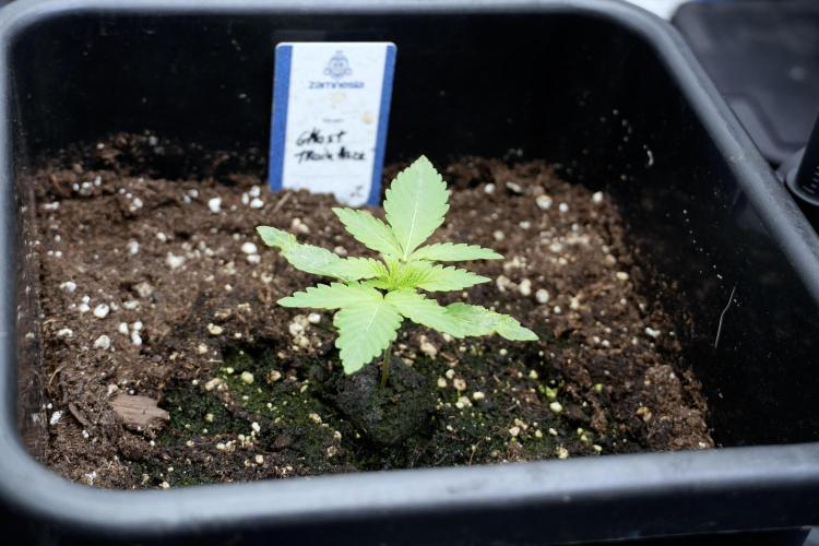 Catching The Ghost Train Haze @ Zamnesia. Week 2 - GTH Stop 2