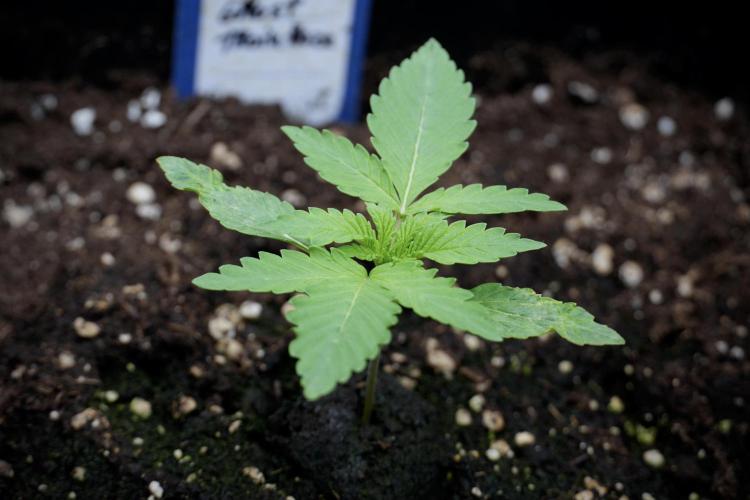 Catching The Ghost Train Haze @ Zamnesia. Week 2 - GTH Stop 2