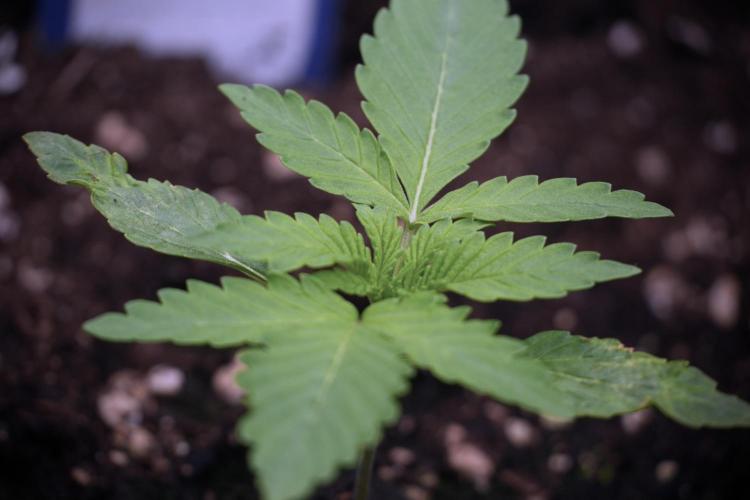 Catching The Ghost Train Haze @ Zamnesia. Week 2 - GTH Stop 2