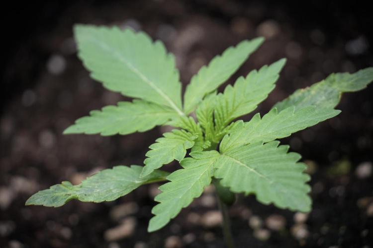 Catching The Ghost Train Haze @ Zamnesia. Week 2 - GTH Stop 2