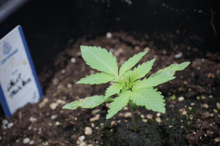 Catching The Ghost Train Haze @ Zamnesia. Week 2 - GTH Stop 2