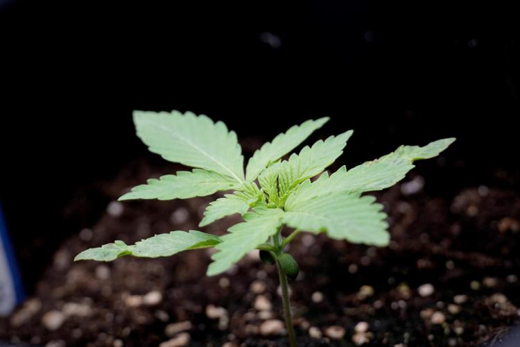 Catching The Ghost Train Haze @ Zamnesia. Week 2 - GTH Stop 2