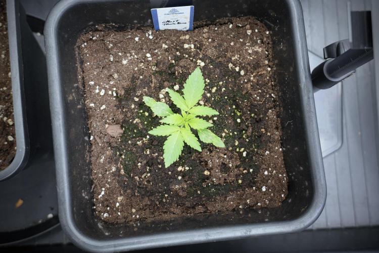 Catching The Ghost Train Haze @ Zamnesia. Week 2 - GTH Stop 2