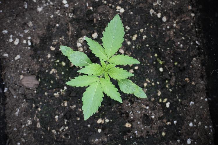 Catching The Ghost Train Haze @ Zamnesia. Week 2 - GTH Stop 2