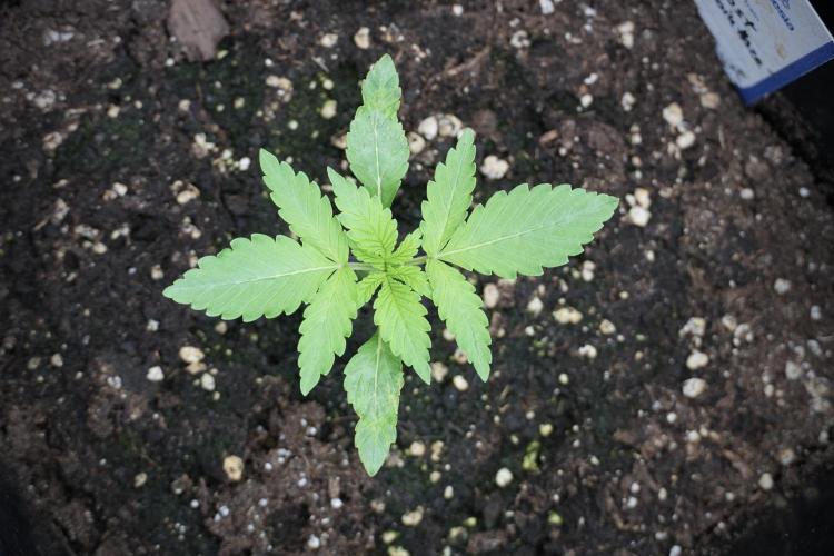 Catching The Ghost Train Haze @ Zamnesia. Week 2 - GTH Stop 2