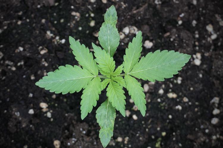 Catching The Ghost Train Haze @ Zamnesia. Week 2 - GTH Stop 2