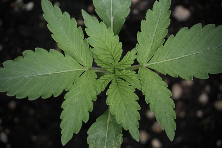 Catching The Ghost Train Haze @ Zamnesia. Week 2 - GTH Stop 2