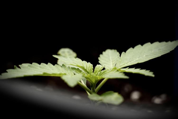 Catching The Ghost Train Haze @ Zamnesia. Week 2 - GTH Stop 2