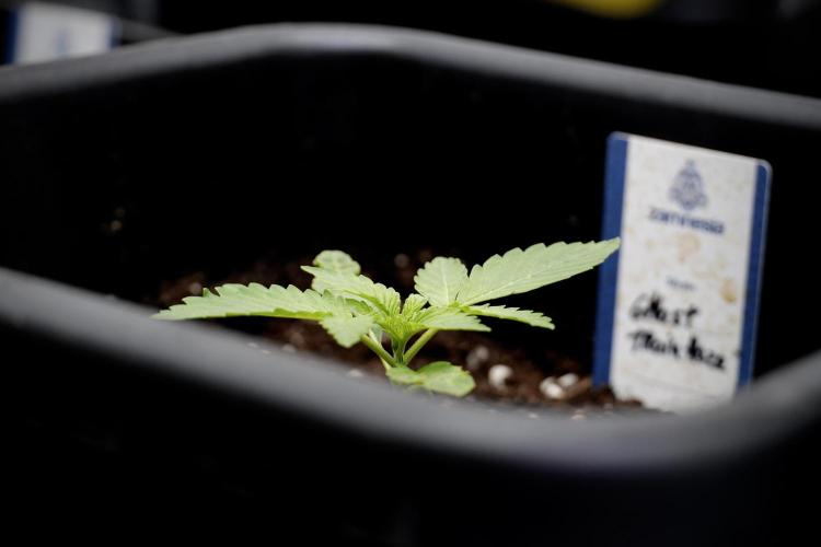 Catching The Ghost Train Haze @ Zamnesia. Week 2 - GTH Stop 2